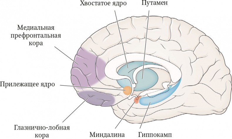 Мозг. Ваша личная история