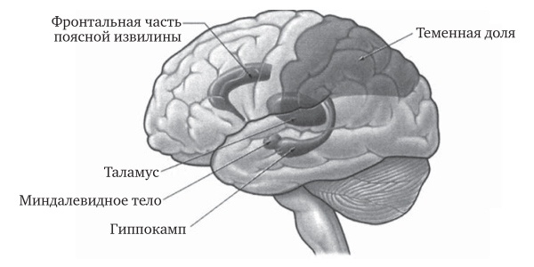 Мозг во сне. Что происходит с мозгом, пока мы спим