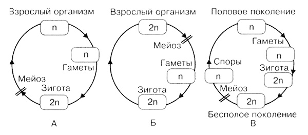 Темы школьного курса. Размножение организмов. Деление клеток. Способы размножения организмов. Онтогенез