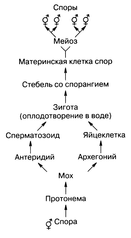 Темы школьного курса. Размножение организмов. Деление клеток. Способы размножения организмов. Онтогенез