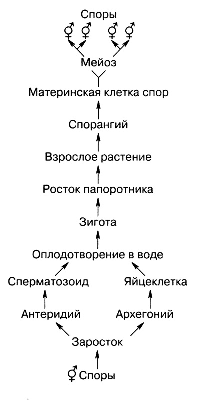 Темы школьного курса. Размножение организмов. Деление клеток. Способы размножения организмов. Онтогенез