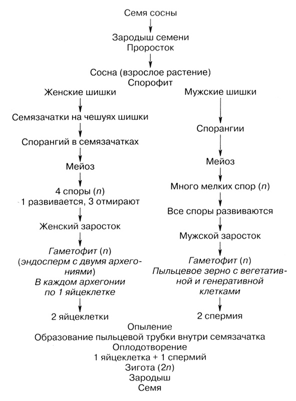 Темы школьного курса. Размножение организмов. Деление клеток. Способы размножения организмов. Онтогенез