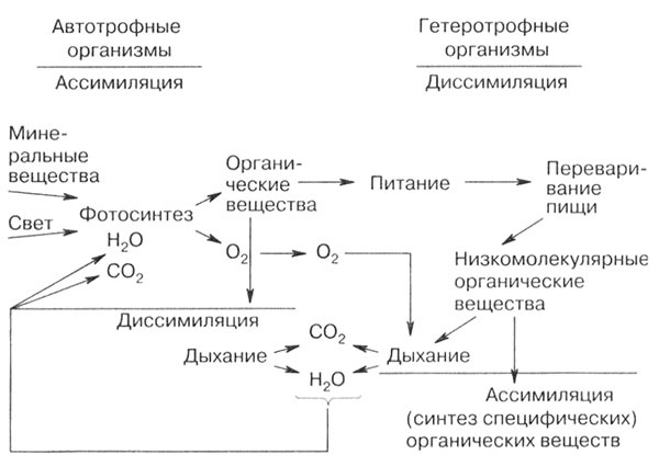 Биология: Обмен веществ и энергии в клетках организма