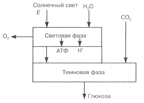 Биология: Обмен веществ и энергии в клетках организма