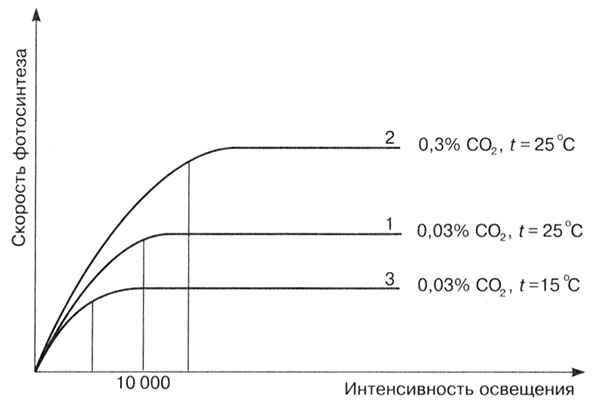 Биология: Обмен веществ и энергии в клетках организма