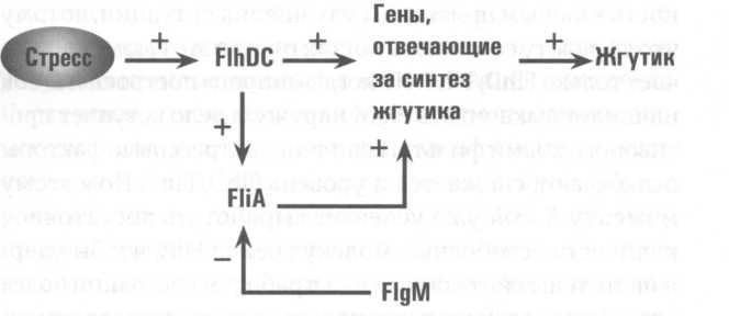 Микрокосм. E. coli и новая наука о жизни