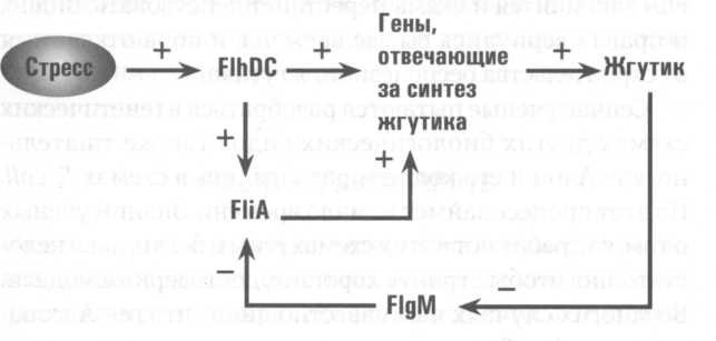 Микрокосм. E. coli и новая наука о жизни