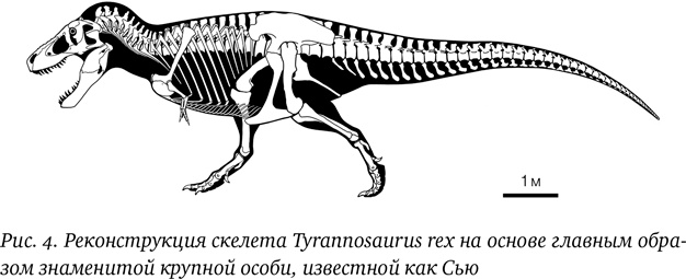 Хроники тираннозавра. Биология и эволюция самого известного хищника в мире