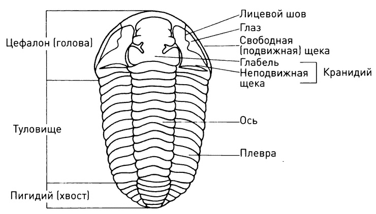 Трилобиты. Свидетели эволюции