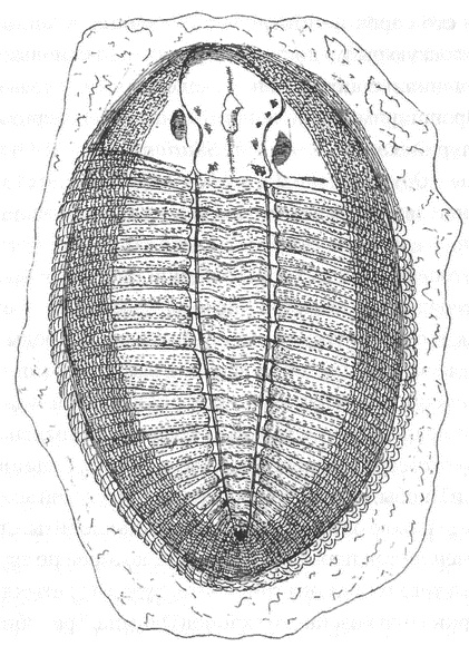 Трилобиты. Свидетели эволюции
