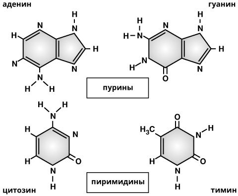 Геном человека: Энциклопедия, написанная четырьмя буквами