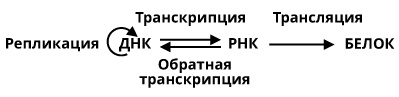 Геном человека: Энциклопедия, написанная четырьмя буквами