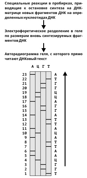 Геном человека: Энциклопедия, написанная четырьмя буквами