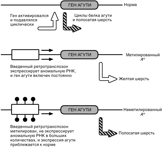 Эпигенетика. Как современная биология переписывает наши представления о генетике, заболеваниях и наследственности