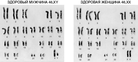 Эпигенетика. Как современная биология переписывает наши представления о генетике, заболеваниях и наследственности