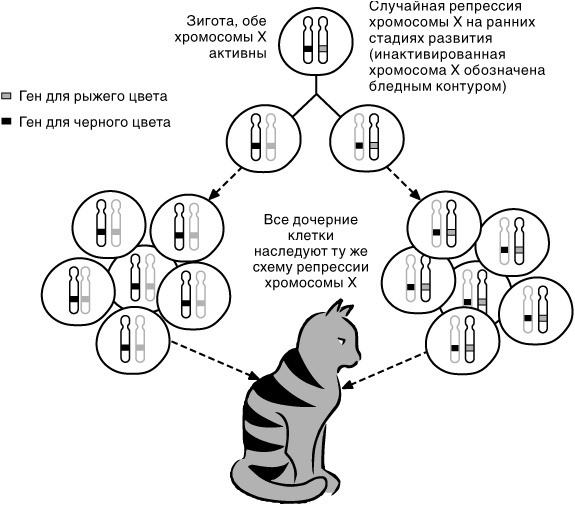 Эпигенетика. Как современная биология переписывает наши представления о генетике, заболеваниях и наследственности