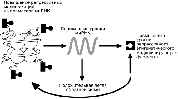 Эпигенетика. Как современная биология переписывает наши представления о генетике, заболеваниях и наследственности