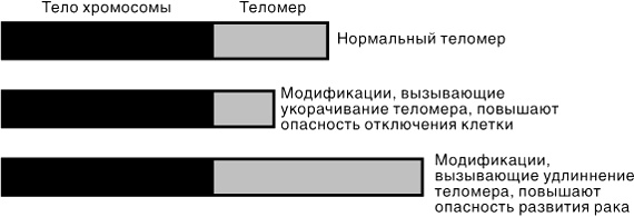 Эпигенетика. Как современная биология переписывает наши представления о генетике, заболеваниях и наследственности