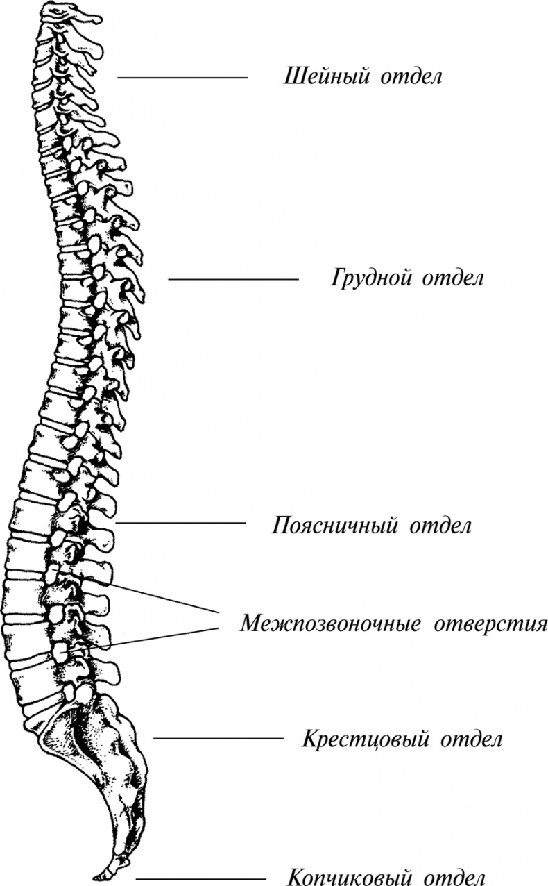 Гимнастика для позвоночника