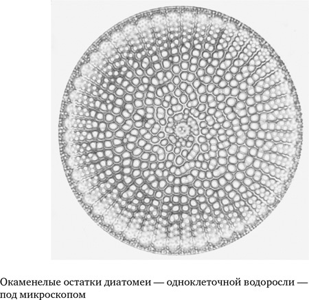 Анатомия преступления. Что могут рассказать насекомые, отпечатки пальцев и ДНК