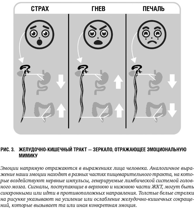 Второй мозг: Как микробы в кишечнике управляют нашим настроением, решениями и здоровьем