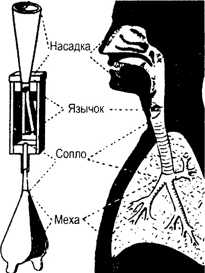 Занимательная физиология