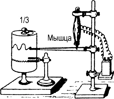 Занимательная физиология