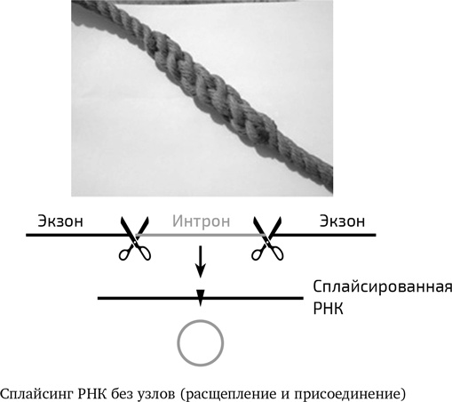 Вирусы. Скорее друзья, чем враги