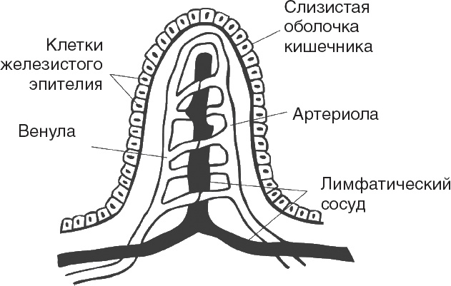 Твой второй мозг - кишечник. Книга-компас по невидимым связям нашего тела