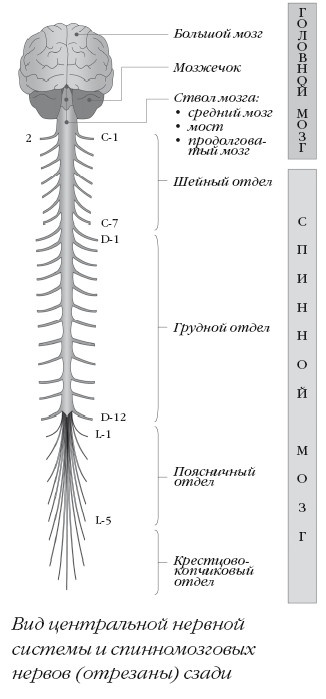 Диагностика и лечение позвоночника. Уникальная система доктора А. М. Уриа