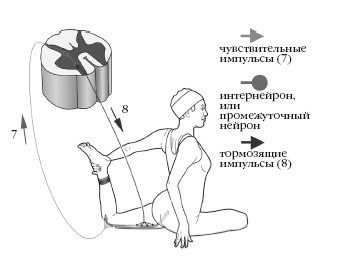 Диагностика и лечение позвоночника. Уникальная система доктора А. М. Уриа