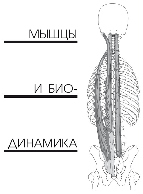 Диагностика и лечение позвоночника. Уникальная система доктора А. М. Уриа