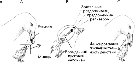 Тайны мозга. Почему мы во все верим