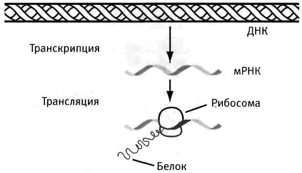 Бесконечное число самых прекрасных форм