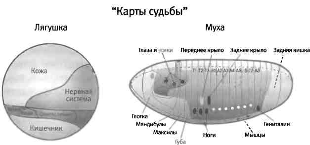 Бесконечное число самых прекрасных форм