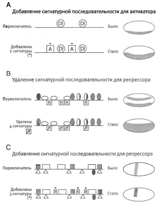 Бесконечное число самых прекрасных форм