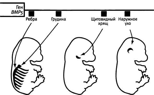 Бесконечное число самых прекрасных форм