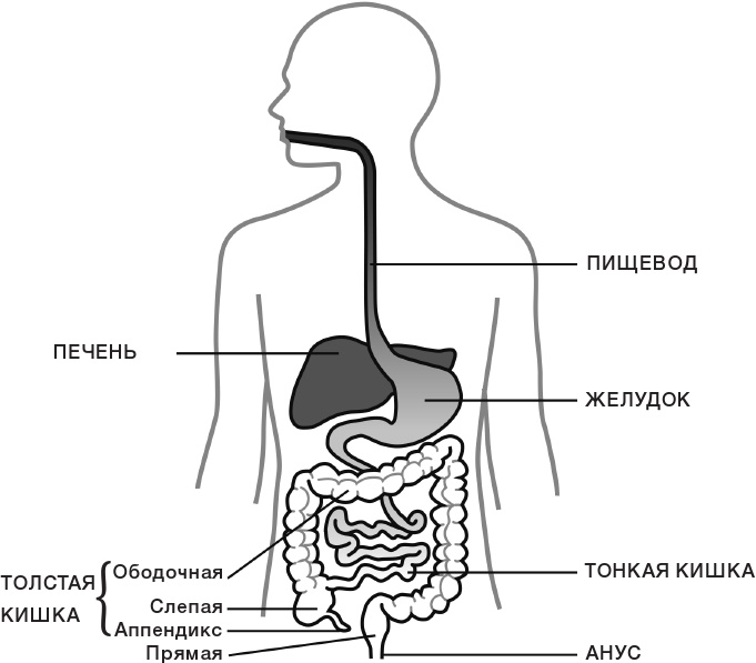 10% HUMAN. Как микробы управляют людьми