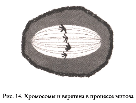 Тайные знания догонов об истоках человечества