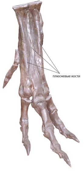 Динозавры. 150 000 000 лет господства на Земле