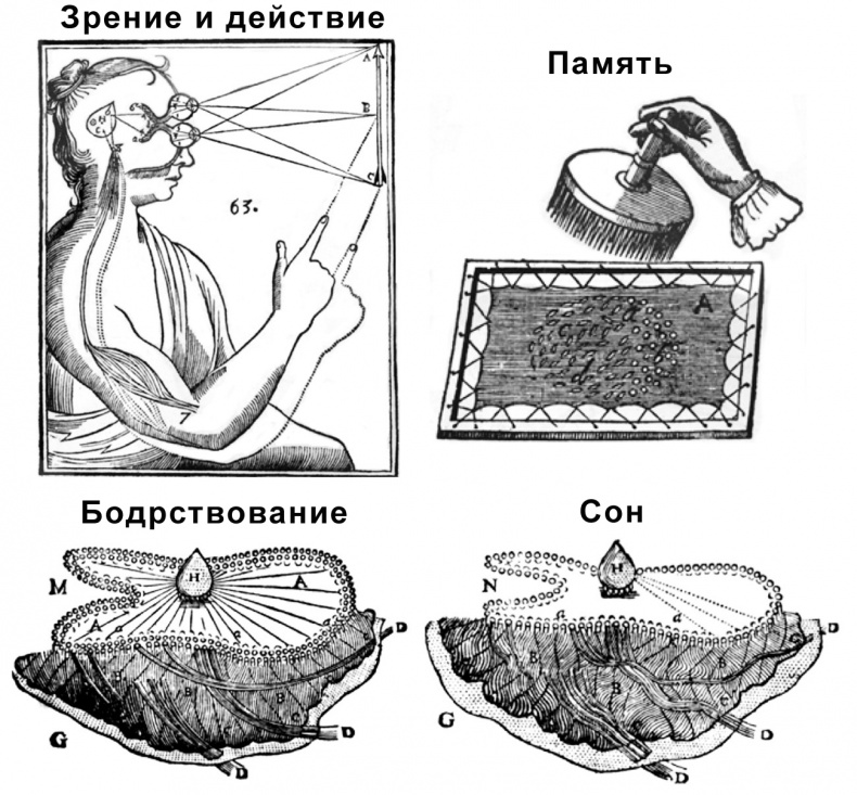 Сознание и мозг. Как мозг кодирует мысли