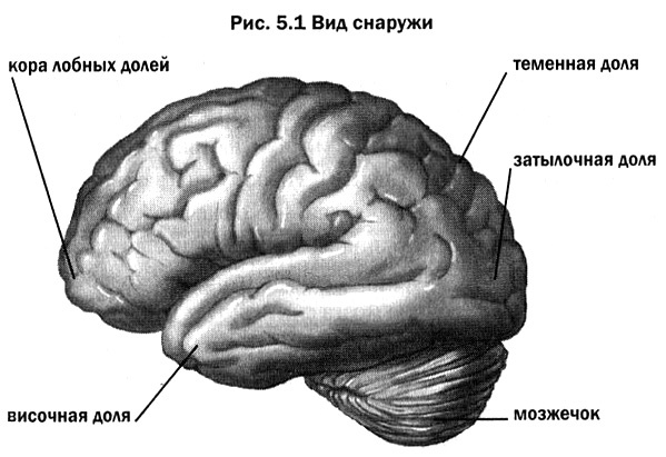 Мозг. От хорошего к превосходному