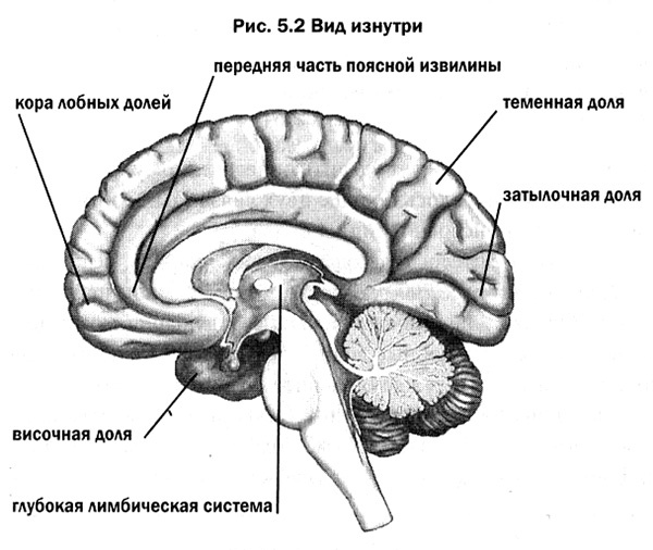 Мозг. От хорошего к превосходному