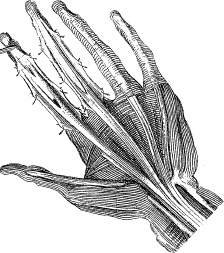 Модицина. Encyclopedia Pathologica