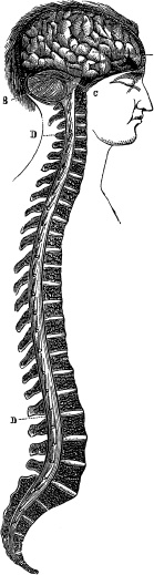 Модицина. Encyclopedia Pathologica