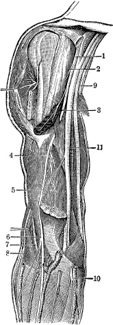 Модицина. Encyclopedia Pathologica