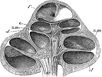 Модицина. Encyclopedia Pathologica