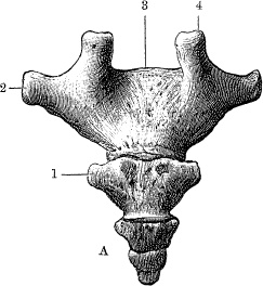 Модицина. Encyclopedia Pathologica