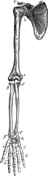 Модицина. Encyclopedia Pathologica