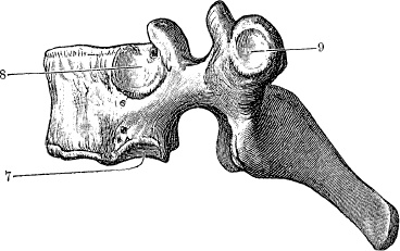 Модицина. Encyclopedia Pathologica